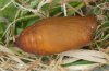 Erebia tyndarus: Pupa [S]