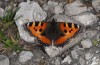 Nymphalis urticae: Falter (Allgäuer Alpen, 2000m NN, August 2013) [N]