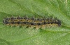 Nymphalis urticae: Larva (Memmingen 2011) [N]