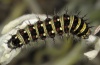 Vanessa virginiensis: Larva (e.l. Tenerife 2012) [S]