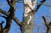 Nymphalis xanthomelas: Adult on a trunk high above ground (N-Germany, Wolfsburg, 19. March 2022) [N]