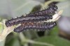 Nymphalis xanthomelas: Half-grown larvae (N-Germany, Wolfsburg, late May 2020) [N]