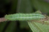 Pararge xiphioides: Half-grown larva (La Gomera, December 2011) [M]