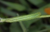 Pararge xiphioides: Half-grown larva (La Gomera, Valle Hermosa, February 2013) [M]