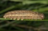 Erebia zapateri: Raupe (e.o. Teruel 2013/2014) [S]