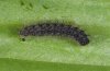 Melitaea cinxia: Young larva (heavly enlarged) [S]