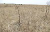 Prionotropis appula: Habitat (S-Italy, Apulia, Bari, Alta Murgia, late June 2024) [N]