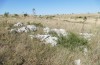 Prionotropis appula: Habitat (S-Italy, Apulia, Bari, Alta Murgia, late June 2024) [N]