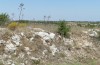 Prionotropis appula: Habitat (S-Italy, Apulia, Bari, Alta Murgia, late June 2024) [N]