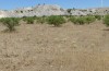 Prionotropis appula: Habitat (S-Italy, Apulia, Bari, Alta Murgia, late June 2024) [N]