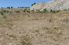 Prionotropis appula: Habitat (S-Italy, Apulia, Bari, Alta Murgia, late June 2024) [N]