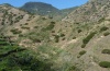 Acrostira bellamyi: Entwicklungshabitat im Valle Hermosa zwischen 350 und 600m NN (Februar 2013). Hier kamen auch Arminda latifrons, Calliptamus plebejus und Larven von Calliphona gomerensis vor.  [N]