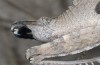 Ocnerodes brunnerii: Männchen (NE-Spanien, Candasnos, Anfang April 2023) [N]