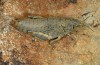 Paranocaracris bulgaricus: Weibchen (N-Griechenland, Pindos, Smolikas, Ende Juni 2013) [N]