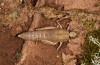 Paranocarodes chopardi: Weibchen (NE-Griechenland, Thrakien, E-Rhodopen NNE Alexandoupolis, Ende Mai 2019) [N]