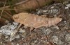 Paranocarodes chopardi: Female (NE-Greece, Thrace, East Rhodopi mountains NNE Alexandroupolis, late May 2019) [N]