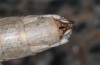 Eumigus cucullatus: Weibchen (Andalusien, 10 km ESE Motril, Ende März 2019) [M]