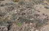 Eumigus cucullatus: Habitat (S-Spain Cabo de Gata east of Almeria, late March 2019) [N]