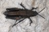 Paranocarodes fieberi: Männchen (Samos, Kerkis, Mai 2014) [N]
