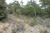 Orchamus gracilis: Habitat (Zypern, Paphos forest, Ende Februar 2017) [N]