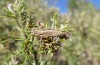 Acinipe hesperica: Female larva (hills NW Malaga, late March 2019) [N]