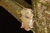 Acinipe hesperica: Female (e.l. rearing, Malaga, larva in late March 2019) [S]