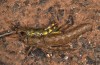 Purpuraria magna: Pair (Lanzarote, Valle de Malpaso, late January 2020) [M]