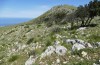 Pamphagus marmoratus: Habitat (Sicily, environment of San Vito lo Capo, late April 2023) [N]