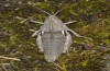 Eumigus monticola: Weibchen (e.l. S-Spanien, Sierra Nevada E Granada, Larve Ende März 2019) [S]