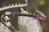 Eumigus monticola: Weibchen (e.l. S-Spanien, Sierra Nevada E Granada, Larve Ende März 2019) [S]