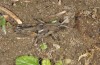 Eumigus monticola: Male (e.l. rearing, Granada, Sierra de Huetor, larva in late March 2019) [S]