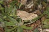 Ocneridia nigropunctata: Weibchen (Sizilien, Südküste, SW Butera, Ende April 2023) [N]