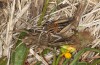 Ocneridia nigropunctata: Copulation (Sicily, San Vito lo Capo, late April 2023) [N]