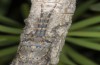 Acrostira tamarani: Female, large larva (Gran Canaria, Mirador de Tasartico, 700m, mid-December 2016) [N]