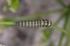 Papilio alexanor: L2-larva (e.o. Provence, June 2009) [S]
