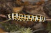 Papilio alexanor: Raupe (Westgriechenland, Lefkada, Anfang Juni 2021) [N]