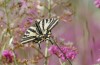 Papilio alexanor: Falter (Peloponnes, Saidona S Kalamata, 16. Mai 2022) [N]