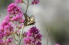 Papilio alexanor: Falter (Peloponnes, Saidona S Kalamata, 16. Mai 2022) [N]