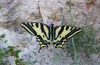 Papilio alexanor: Männchen (Frankreich, Hautes-Alpes, Haute-Durance, Juni 2017) [N]