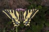 Papilio alexanor: Male (SE-France, Hautes-Alpes, Haute-Durance, June 2017) [N]