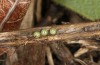 Archon apollinus: Group of eggs, already some days old, substrate turned over (Greece, Samos Island, early April 2022) [M]