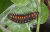 Archon apollinus: Larva in the penultimate instar in moult rest (Greece, Samos Island, early May 2009) [M]