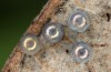 Archon apollinus: Group of eggs prior to hatching, substrate turned over (Greece, Samos Island, early April 2022) [M]