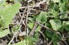 Archon apollinus: Eigelege am umgedrehten Substrat neben einer Nahrungspflanze (Samos, Anfang April 2022) [M]