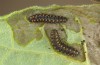 Archon apollinus: Young larvae in the second instar (Greece, Samos island, late April 2019) [M]