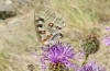 Parnassius apollo: Weibchen (Wallis, Stalden, Juni 2022) [N]