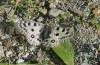 Parnassius apollo: Weibchen (Wallis, Stalden, Ende Mai 2023) [N]