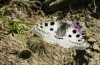 Parnassius apollo: Male (Switzerland, Valais, Stalden, June 2022) [N]