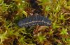 Parnassius apollo: Young larva (Kanisfluh, Vorarlberg, W-Austria, early May 2010) [N]