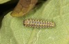 Zerynthia cassandra: L3 larva (e.l. Italy, Apulia, NW of Bari, eggs found in early May 2025) [S]